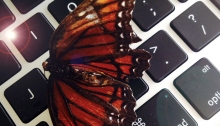ADGI-social-media-butterfly