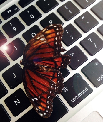 ADGI-social-media-butterfly